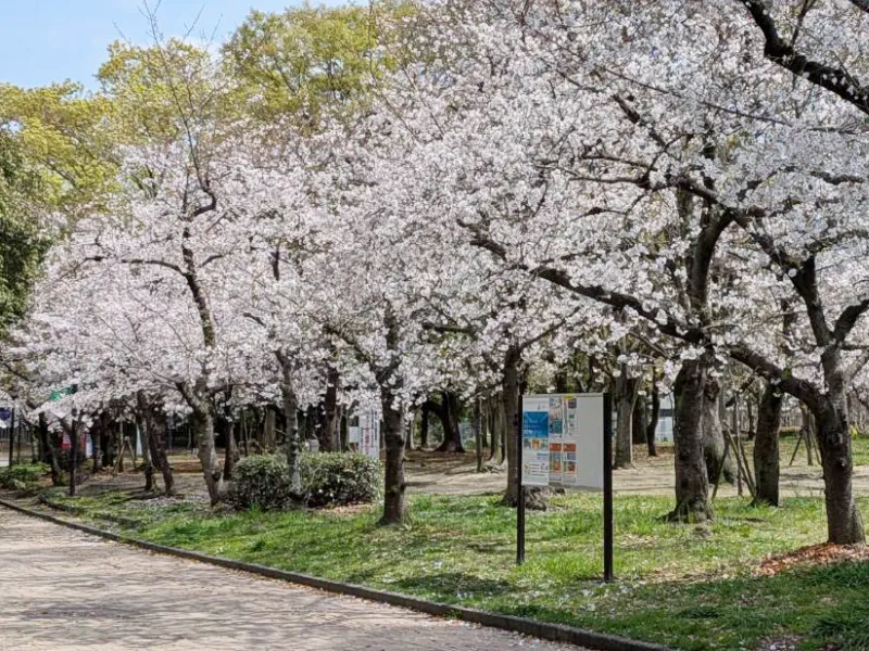 長居公園桜並木