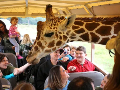 A Girl and a Giraffe 女の子とキリン